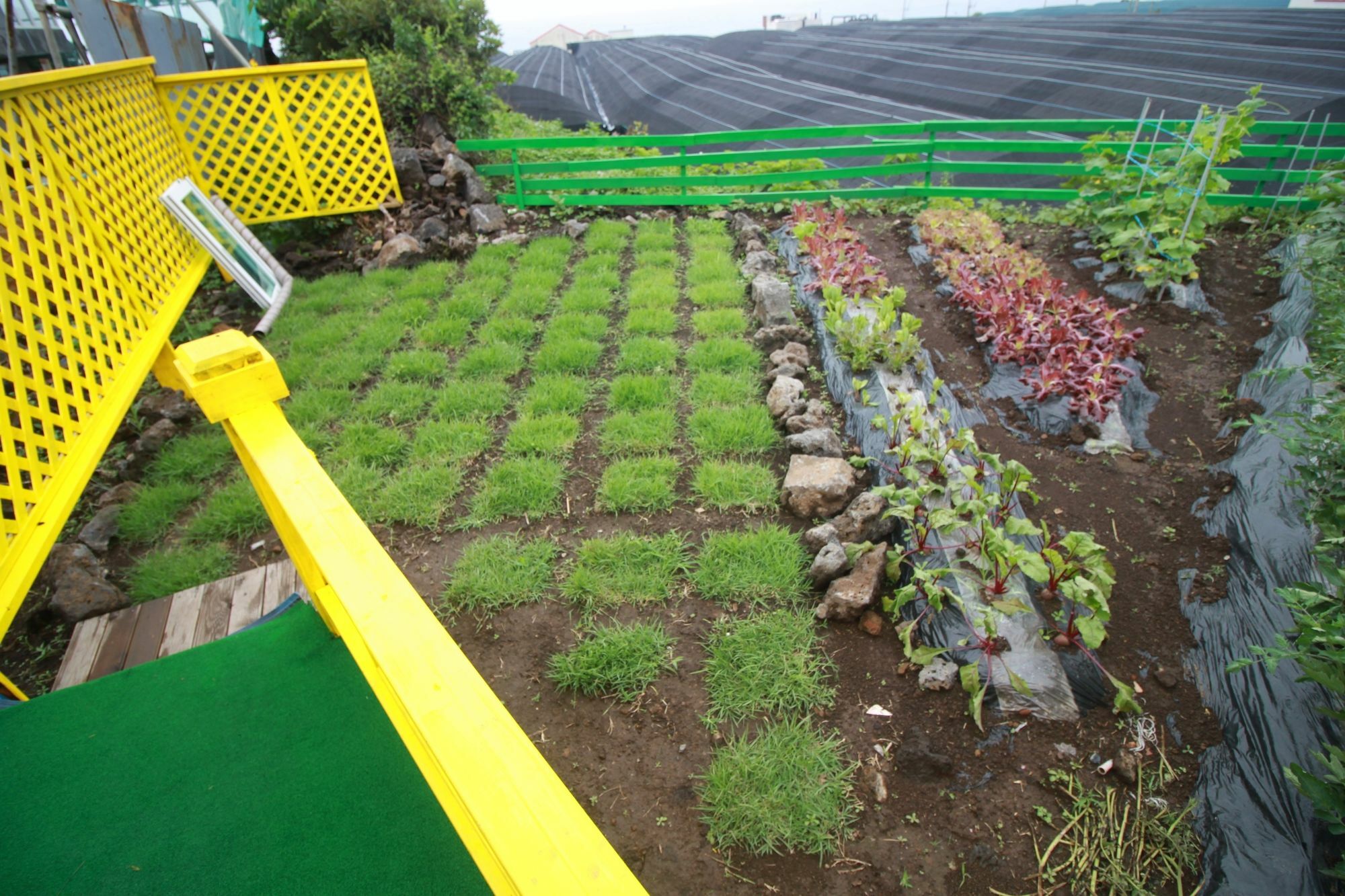 Jeju Sunflower Pension ซอกวีโพ ภายนอก รูปภาพ